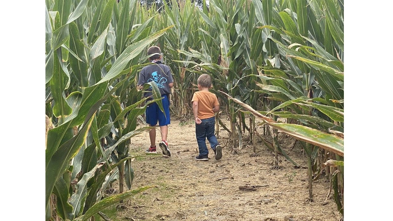 Country Days Corn Maze
