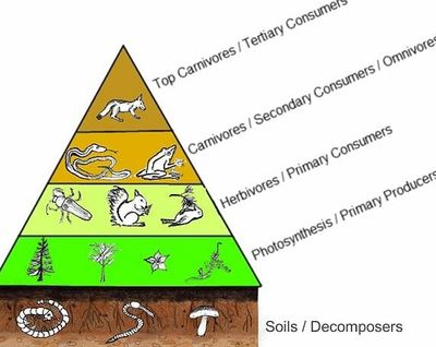 Trophic Levels - Graphic Organizer