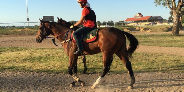 Wattle Bloodstock 2YOs being educated in Australia