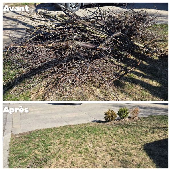Before and after yard cleanup removing branches and debris.