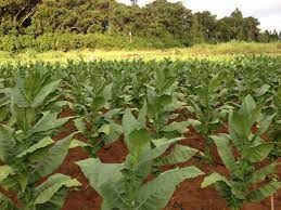 tobacco in hawaii A History of Growing Tobacco in Hawaii