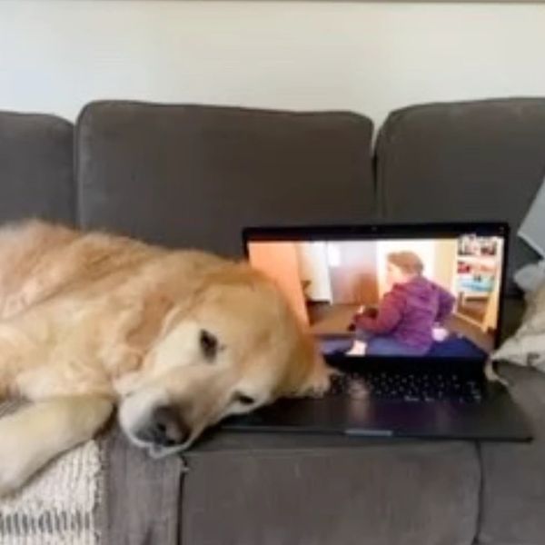 A photograph of a golden retriever with his head on a laptop computer featuring a woman teaching yog