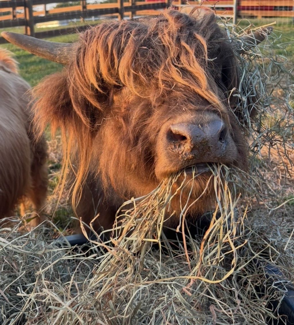 A shaggy highland cow eating hay.