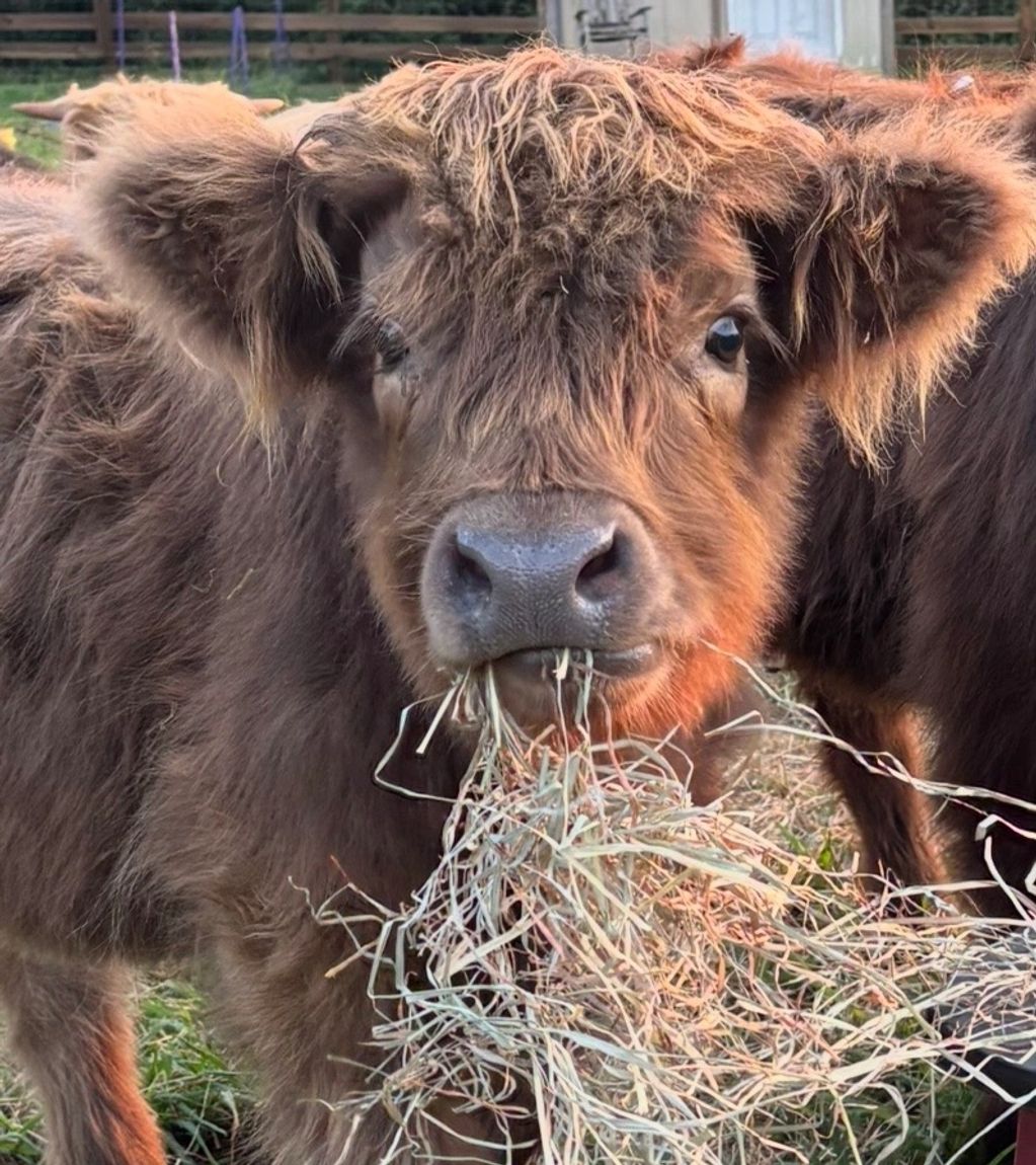 Close-up of a fluffy brown cow eating hay.
