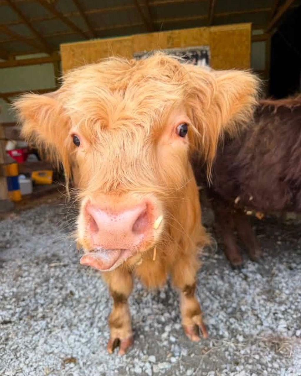 Close-up of a curious calf with its tongue out.