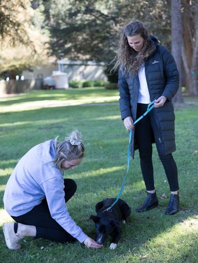 Dog Trainer and dog behaviouralist Ballarat