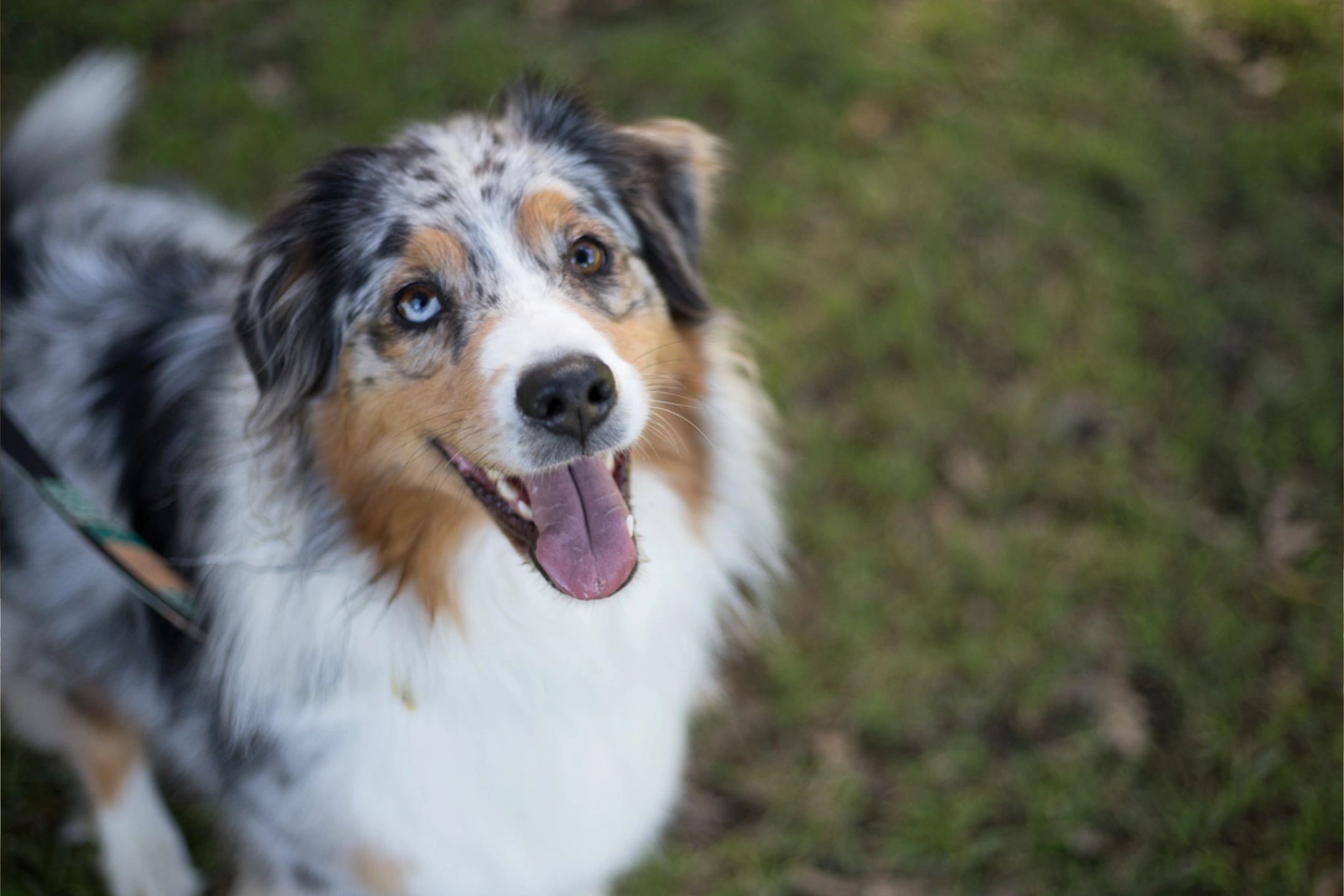Dog Training, Puppy School A Bark Above Ballarat, Victoria