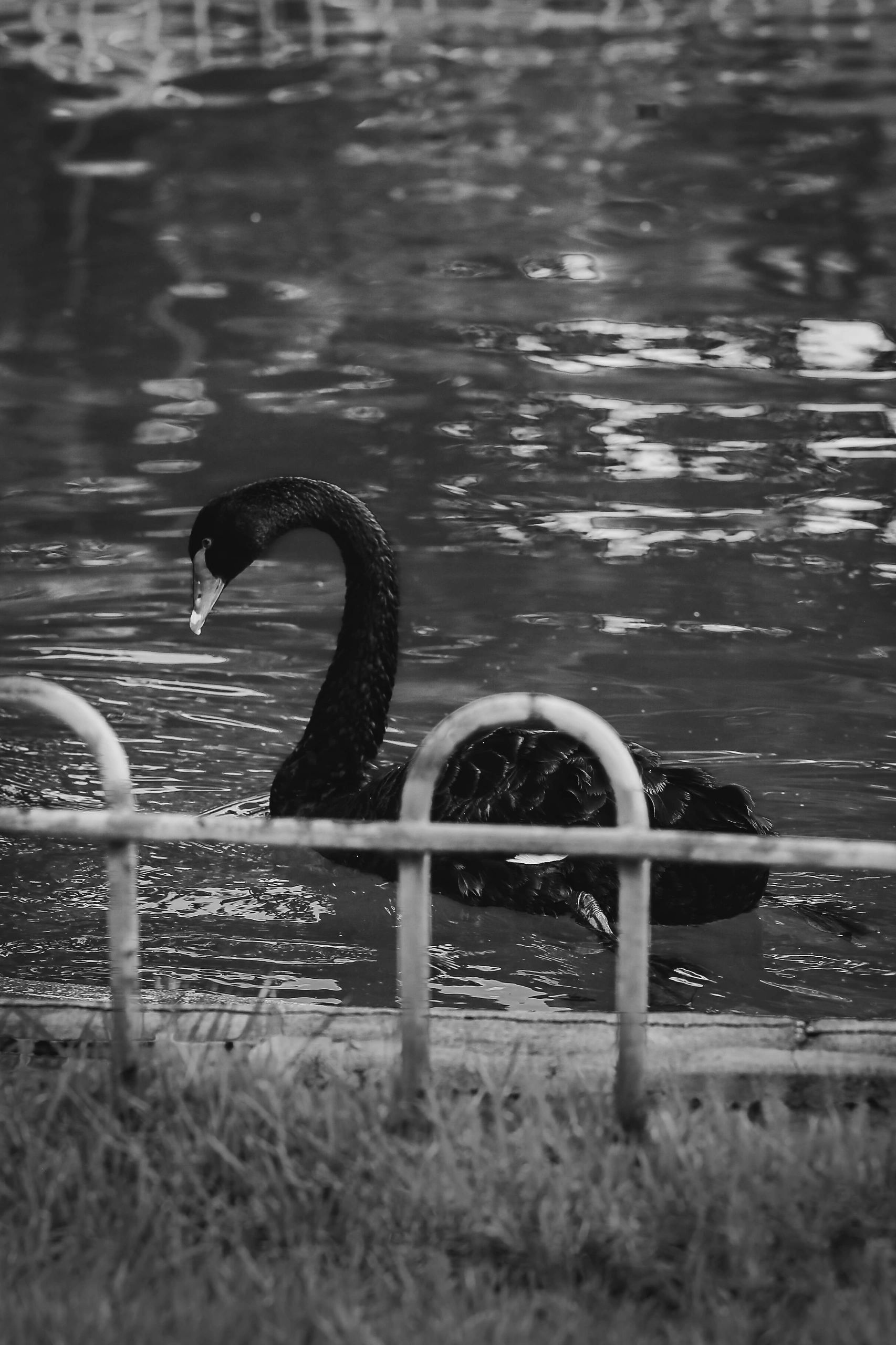 Swan Python Predicting Black Swan Events in the Stock Market (with Python)