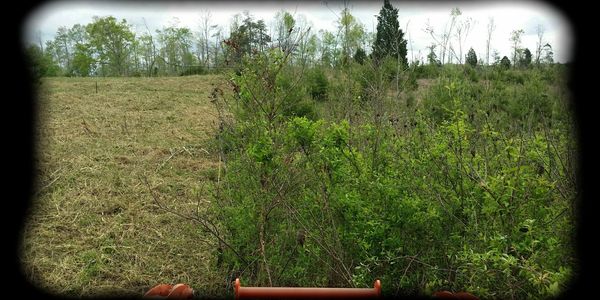 Left side cleared/Right Side Overgrown