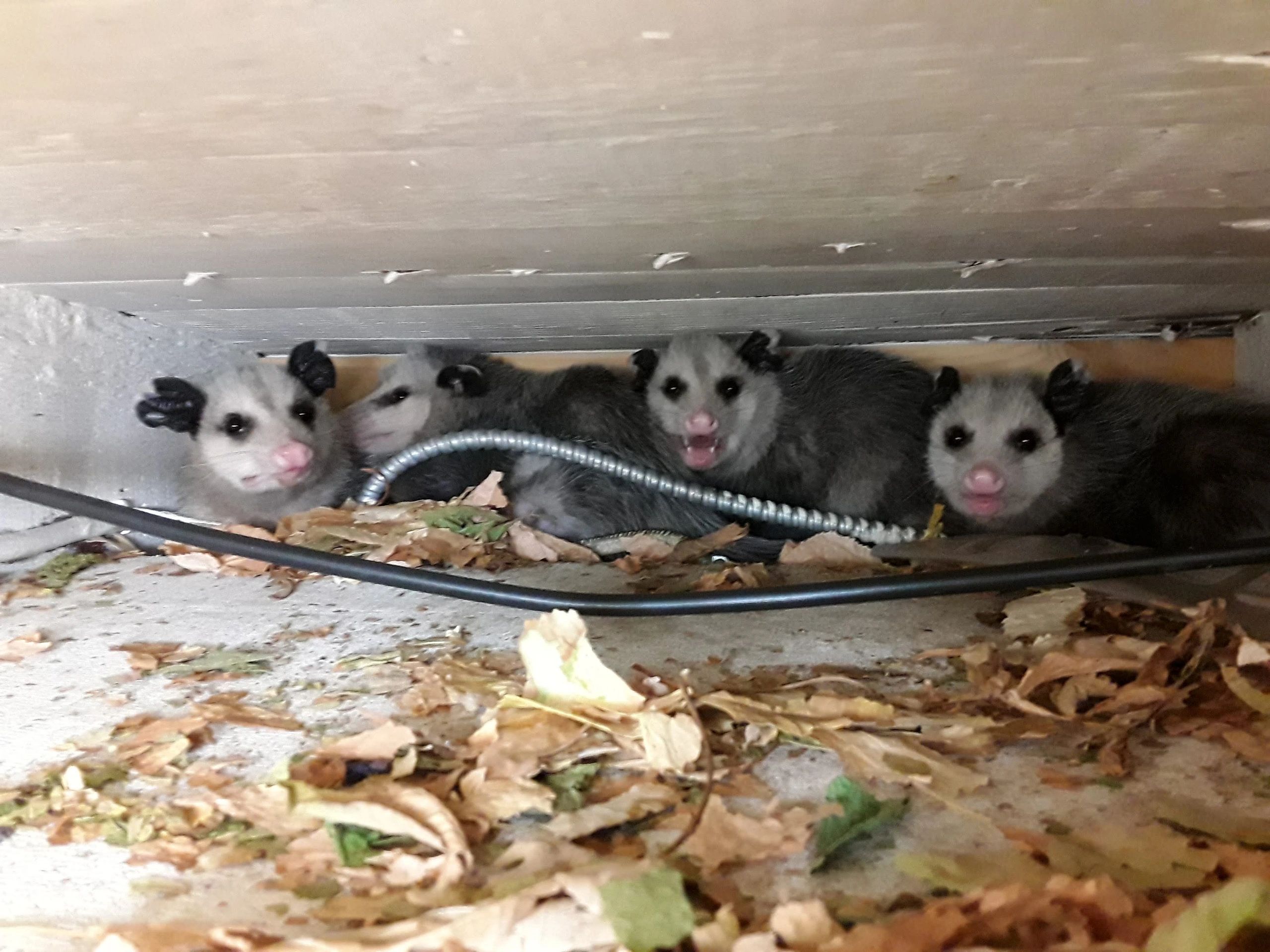 OPOSSUM TRAPPING AND REMOVAL – All Star Animal Trapping