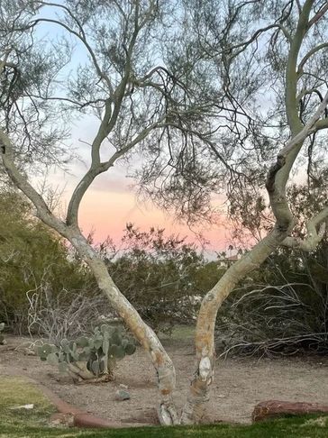 A view of a tree during sunset