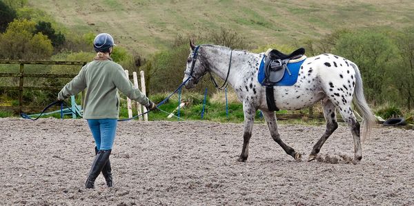 Person lunging a spotted horse in an outdoor ring.