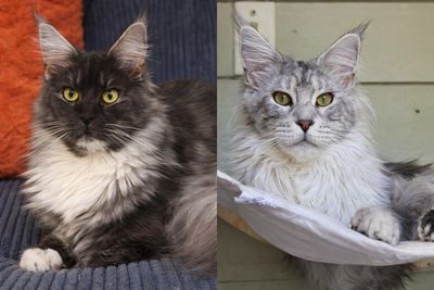 Montana Trouble and Deimos European Maine Coon parents for upcoming Maine Coon litter in Kentucky