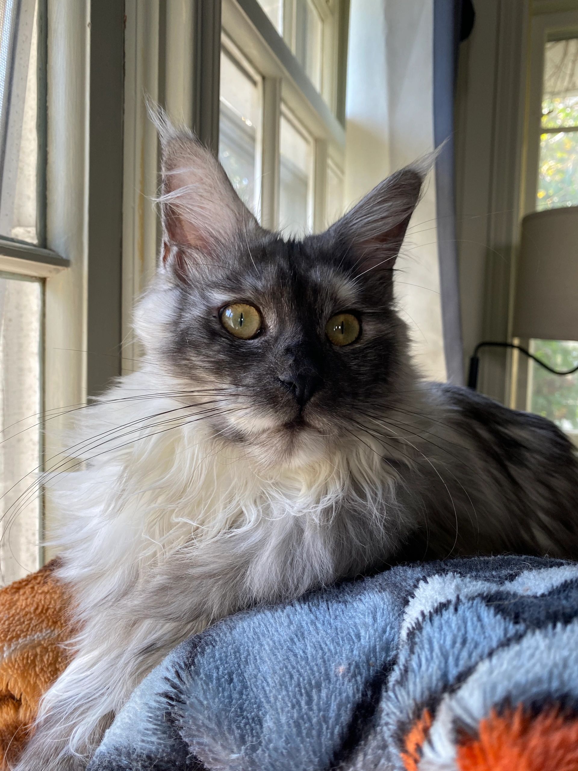 What Makes Maine Coons so Special? Why chose a Maine coon