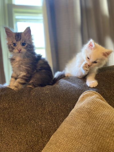 7 week old Red shaded and black silver tabby Maine Coon kittens with blue eyes