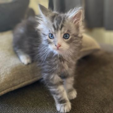 Kittens from past litters.
Viserion is a black and silver tickled tabby main coon kitten 