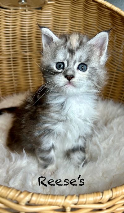 Affectionate Maine Coon kitten interacting calmly with people in a home setting