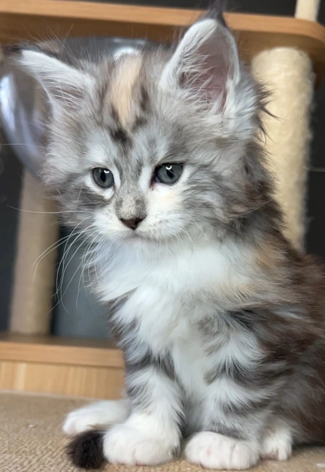 European-line Maine Coon kitten with silver tabby coat for Indiana families.