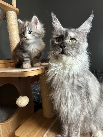 A fluffy adult cat and kitten on a cat tree, both looking curious.