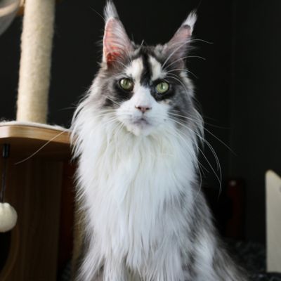 Black Smoke with White Maine Coon