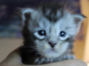 Pedigreed Maine Coon kitten Galileo during early development and socialization.