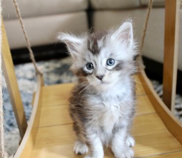 Maine Coon kitten Galileo photographed from the side, highlighting ear tufts and profile.