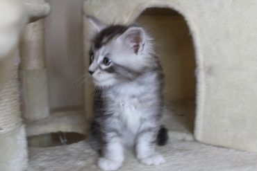 Adopted Maine Coon kitten Galileo sitting calmly and observing his surroundings.