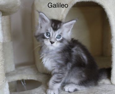 Young Maine Coon kitten Galileo sitting upright, displaying early structure and balance.