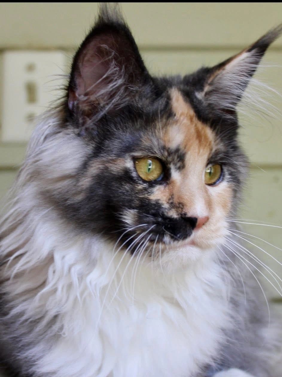 Our queen Daenary’s is a black smoke Tortie with white. She is a year old