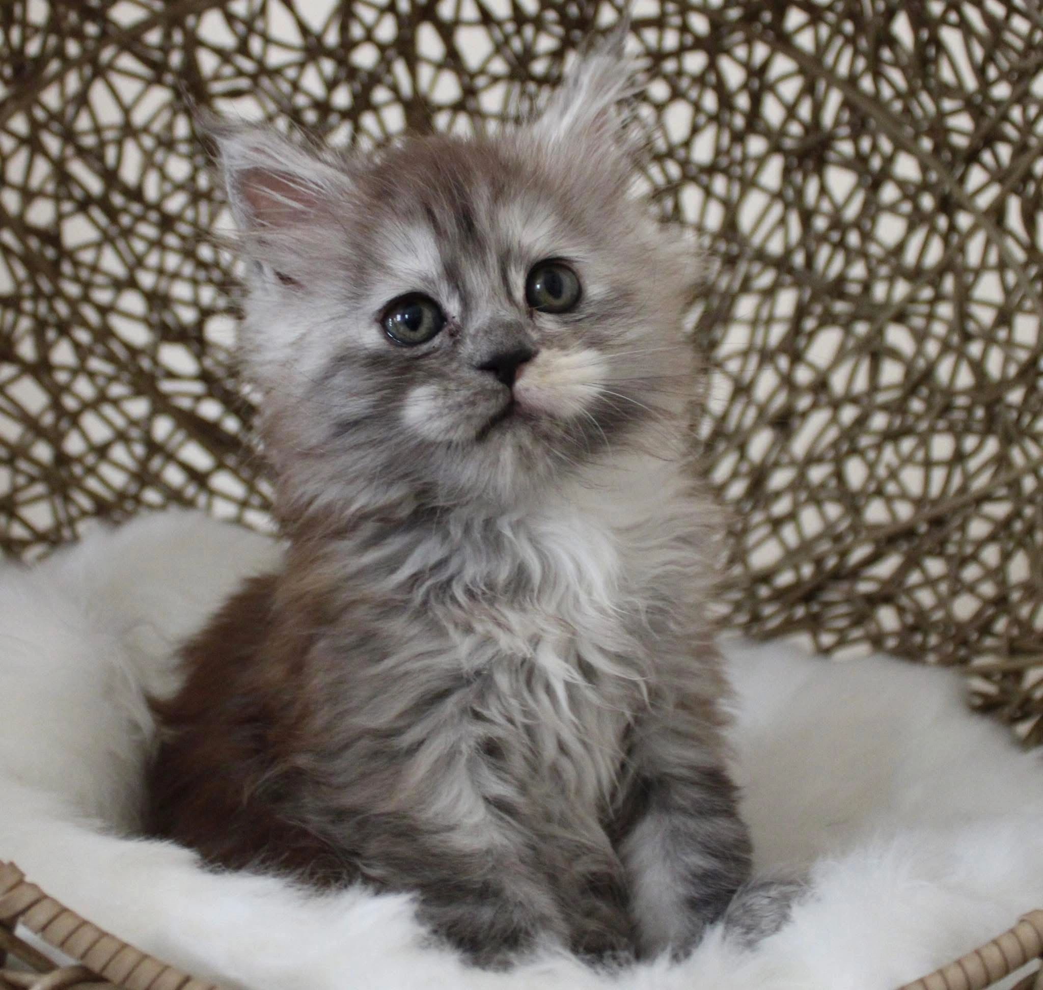 Torbie Maine Coon kitten with a fluffy coat and tufted ears sitting in a wicker basket.