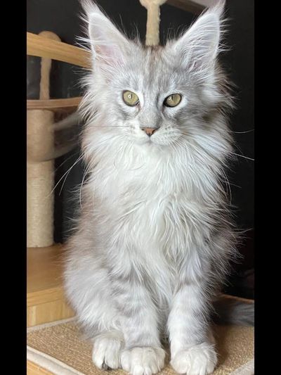 Limited litters, health-tested parents, and lifelong breeder support 