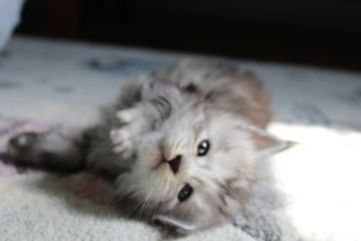 Confident Maine Coon kitten striking a bold pose, showing early personality
