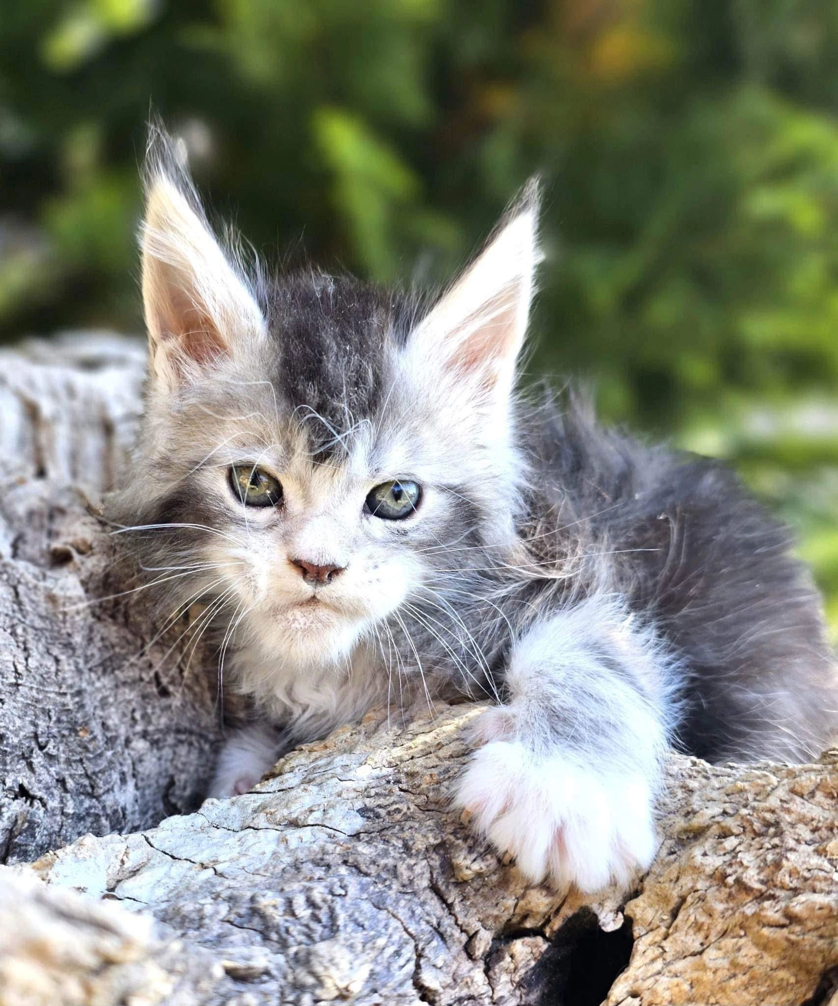 6 week old black silver ticked tabby Maine Coon kitten Soren