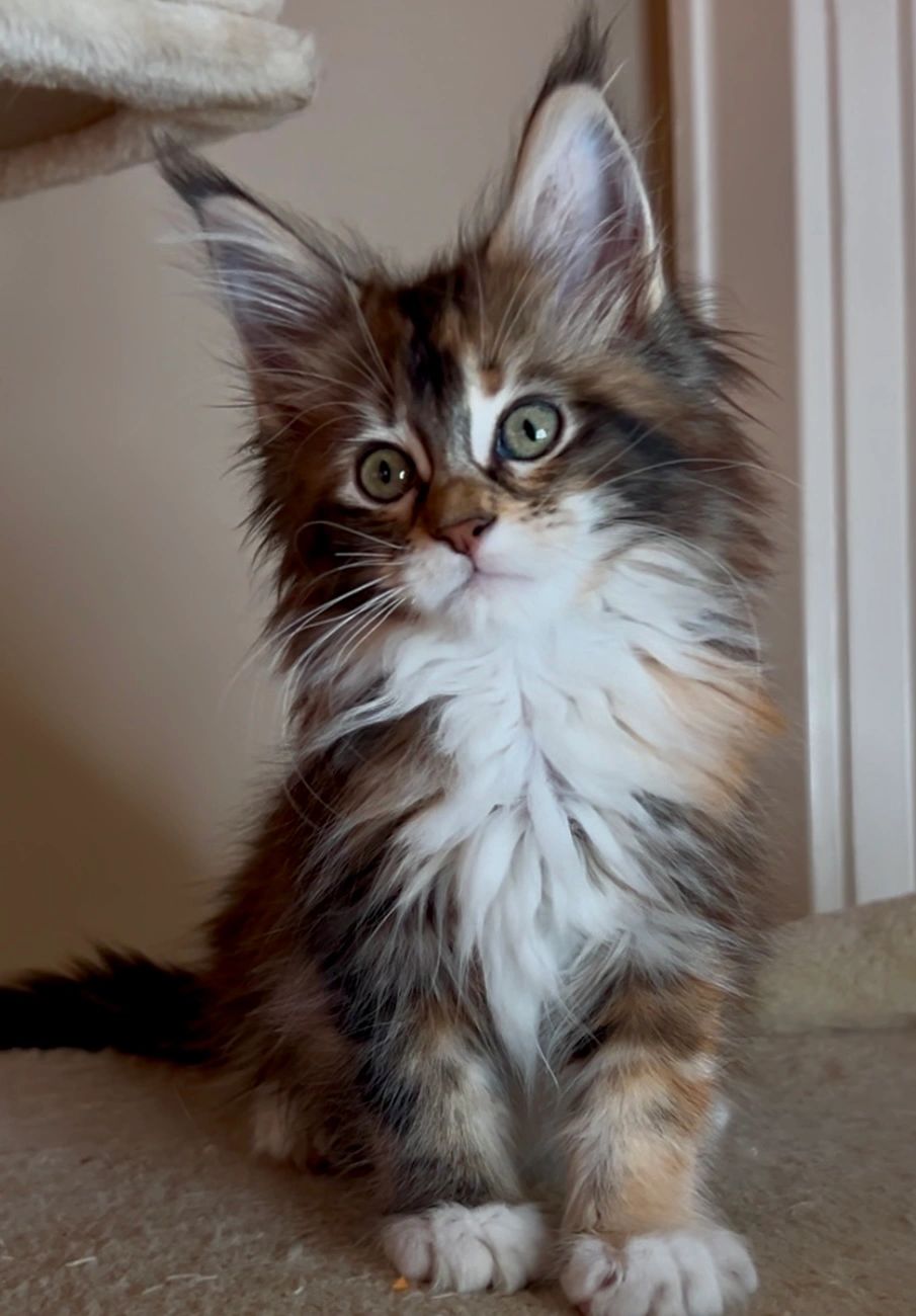 Fluffy Maine Coon kitten with big ears and bright eyes sitting indoors.