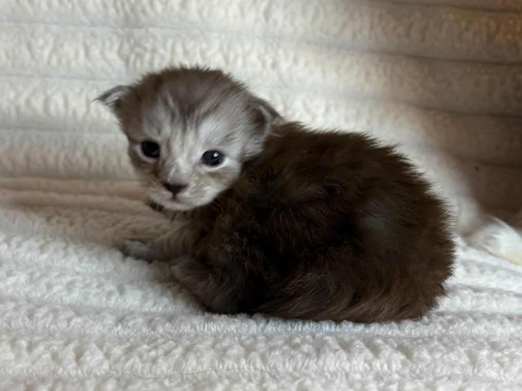 Black silver tabby female Maine Coon kitten Jelly Roll relaxing indoors