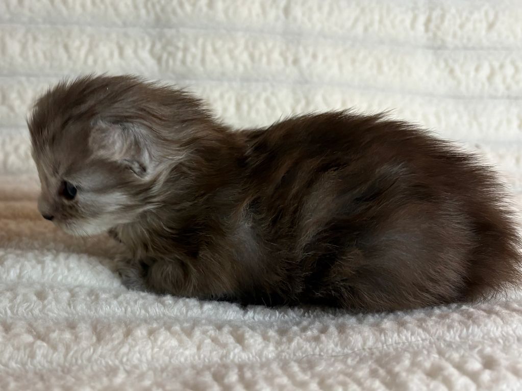 Jelly Roll, a black silver tabby female Maine Coon kitten for sale in Kentucky
