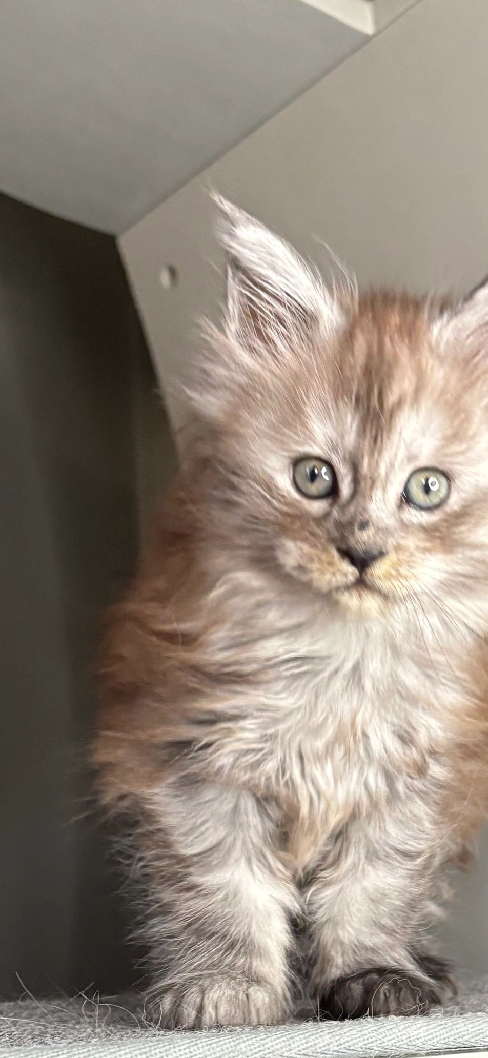 Black smoke Maine Coon kitten for sale in Ohio