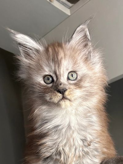 European-line Maine Coon kitten raised for Richmond, Virginia families by Aristocatic Maine Coons.