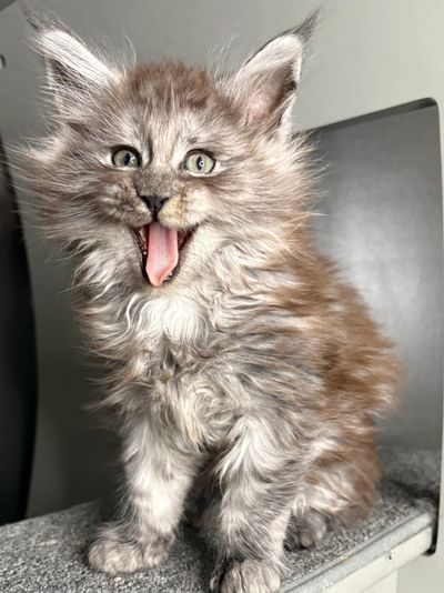 Black smoke Maine Coon kitten Onyx with silver undercoat and large ear tuft