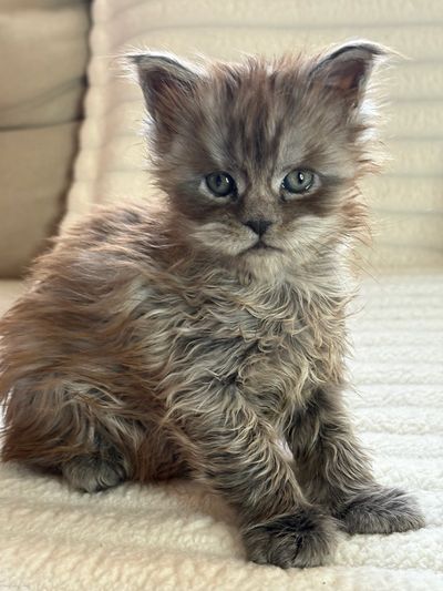 Black smoke Maine Coon kitten resting calmly, showcasing early coat texture, expressive eyes