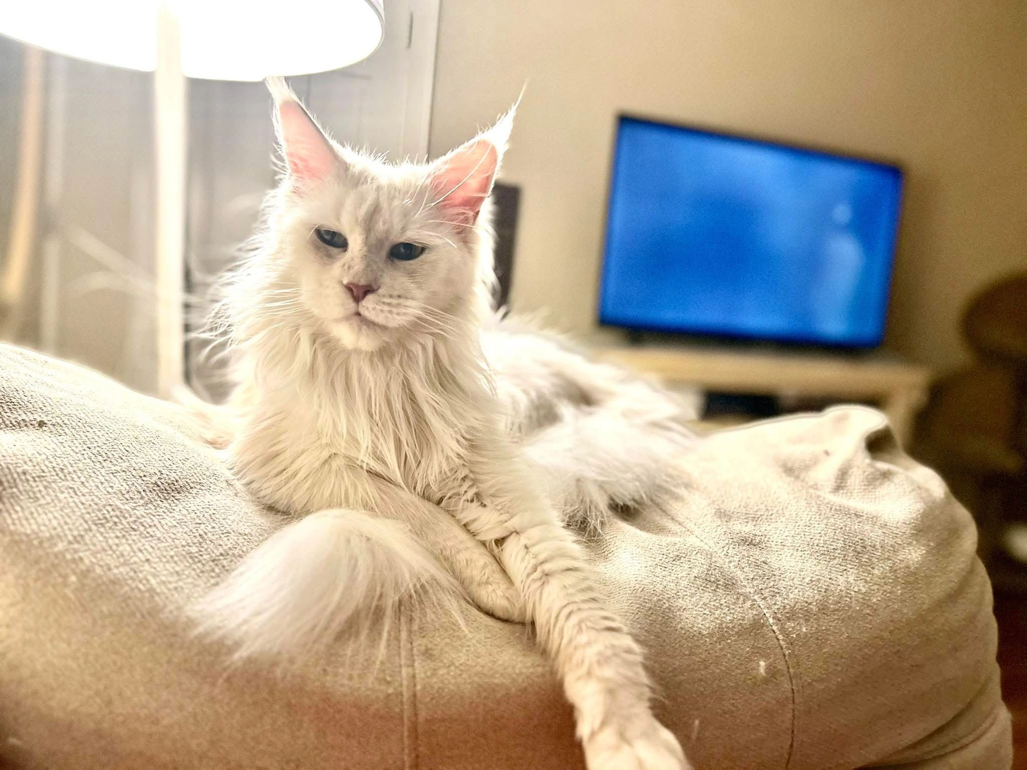 Halo our red smoke queen