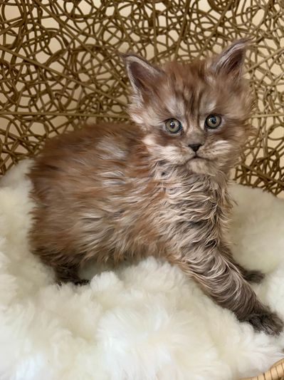 Black smoke Maine Coon kitten with a plush silver undercoat at Aristocatic Maine Coons.