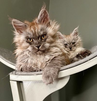 European Maine Coon kittens from Aristocatic Maine Coons