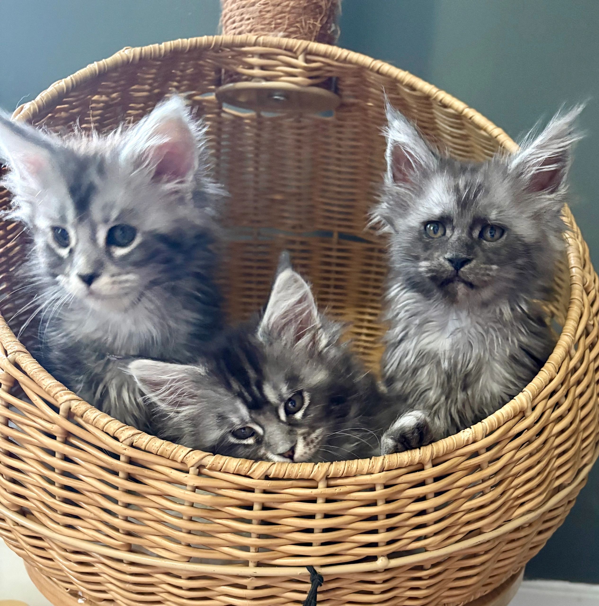 Silver Maine Coon kittens from Aristocatic Maine Coons in Kentucky, featuring prominent lynx-tips.