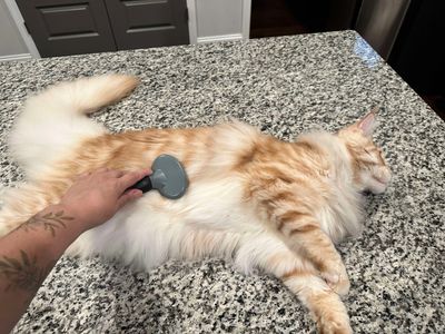Aristocatic Grauate Winston Purrhill
Photo credit given to Francesca Palacios- Owner