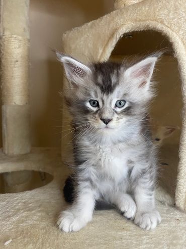 Maine Coon kitten Galileo relaxing indoors in a clean, enriched environment.