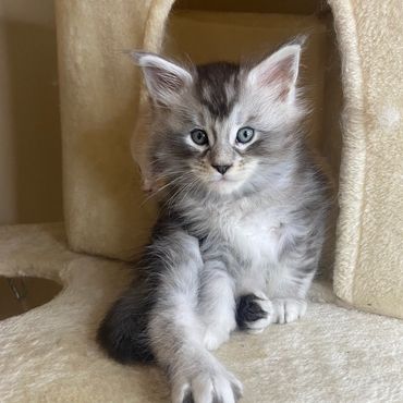 Silver Maine Coon kitten Galileo resting comfortably on a soft surface indoors