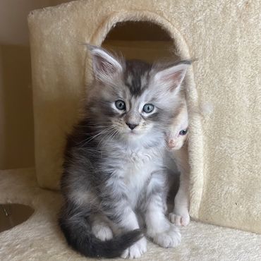 Pedigreed Maine Coon kitten Galileo with tufted ears and bright eyes, photographed indoors.