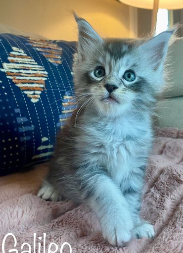 Silver tabby Maine Coon kitten named Galileo sitting alert inside a cozy kitten cubby in Kentucky.