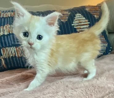 Fluffy cream and white kitten standing on a soft blanket.